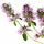 Clary sage Fragrance Perfumes