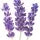 Lavender Fragrance Perfumes