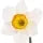 Narcissus Fragrance Perfumes