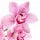 Orchid Fragrance Perfumes