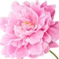 Peony Fragrance Perfumes