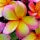 Plumeria Fragrance Perfumes