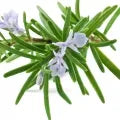 Rosemary Fragrance Perfumes