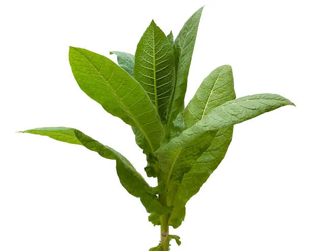 Tobacco Leaf Fragrance Perfumes