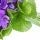 Violet Leaf Fragrance Perfumes