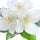 White Flower Fragrance Perfumes