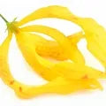 Ylang Ylang Fragrance Perfumes